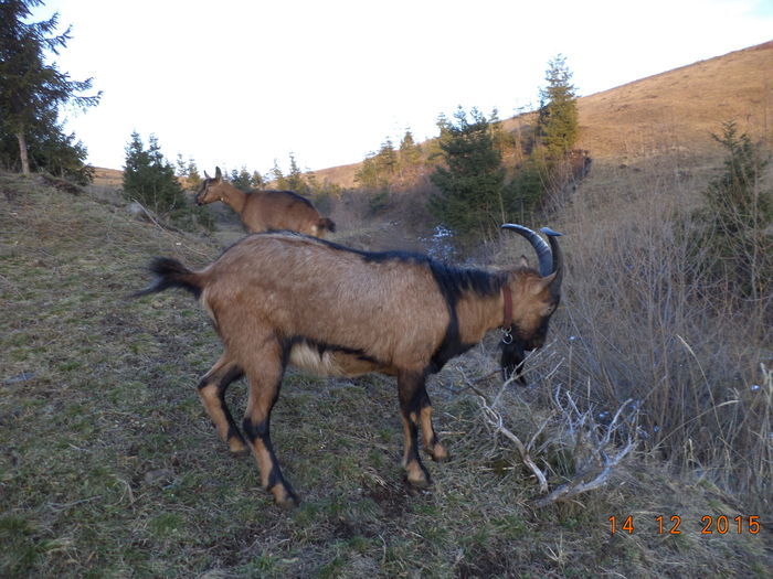 Cezar la vreascuri-k90