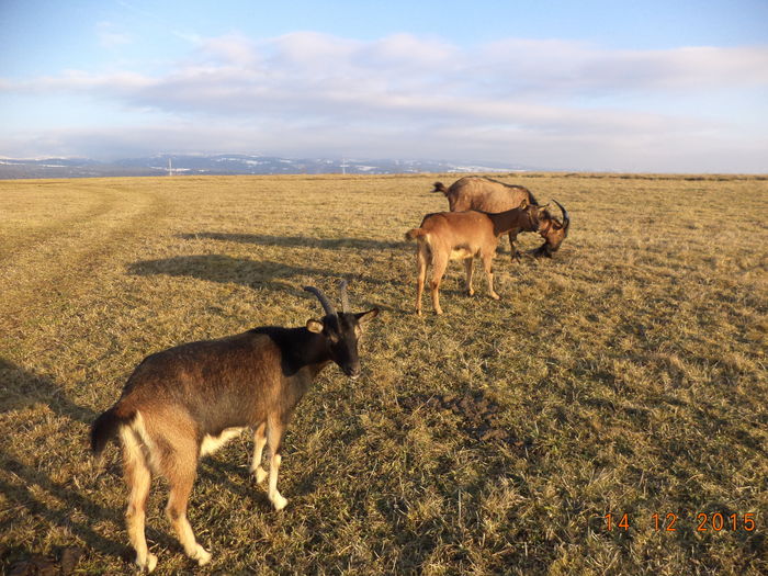 Din nou la plimbare-43