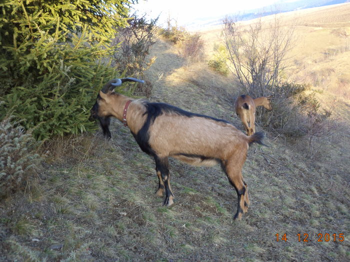 La cetina buna-74g - Alpinele pe deal in 6 decembrie de Mos Nicolaie