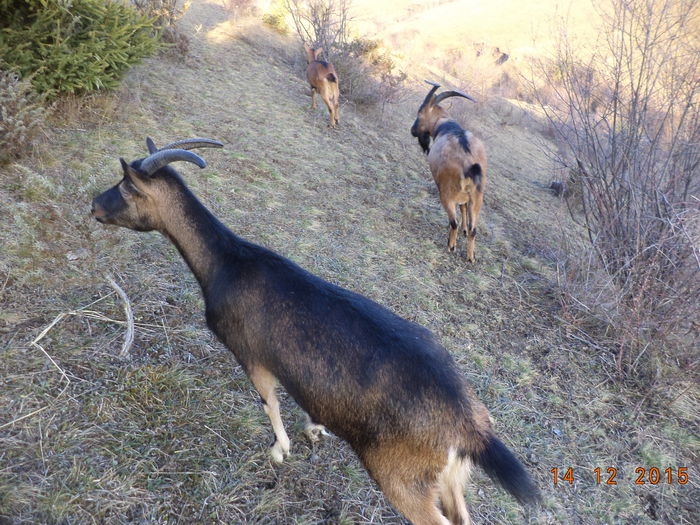 La cetina-8h76 - Alpinele pe deal in 6 decembrie de Mos Nicolaie