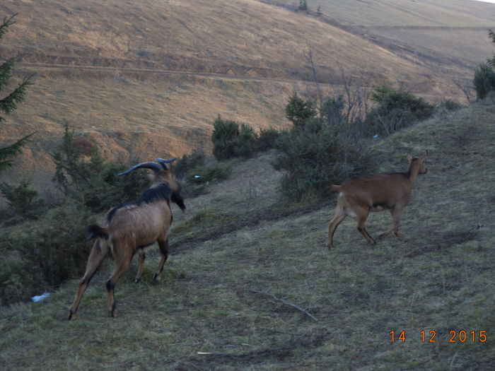 La fuga pe coasta - Alpinele pe deal in 6 decembrie de Mos Nicolaie