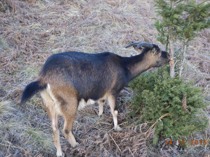 Negruta le coaja de molid-54 - Alpinele pe deal in 6 decembrie de Mos Nicolaie