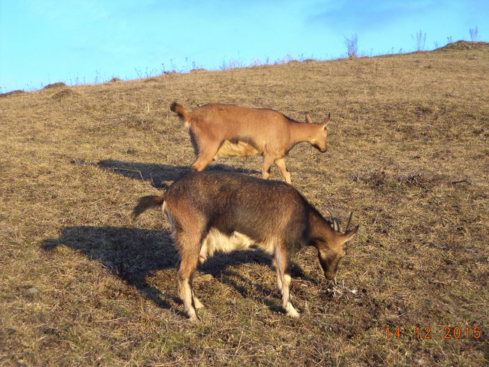 Pe coasta la soare-65r4 - Alpinele pe deal in 6 decembrie de Mos Nicolaie