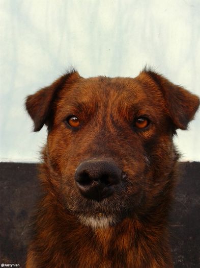 Fotografie0004 - AAAA___BOBY