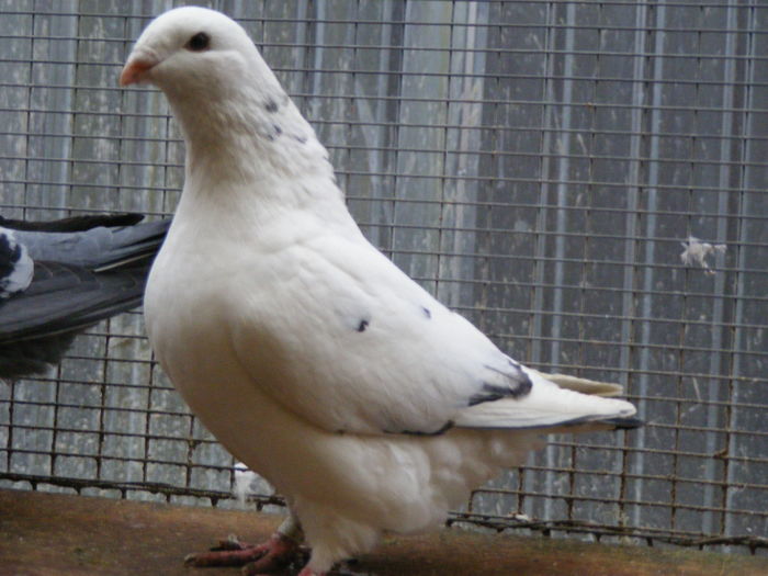 M 2015 vindut dec.2015