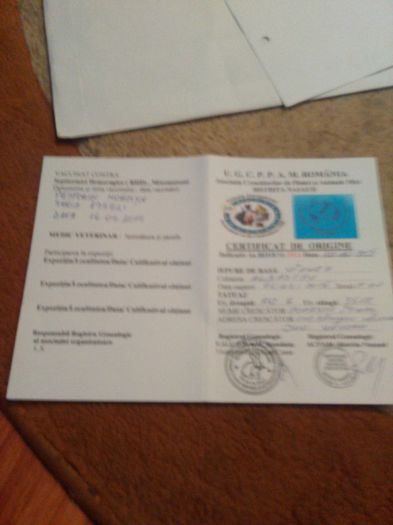 IMG_20151214_202105 - Certificat albastru vienez