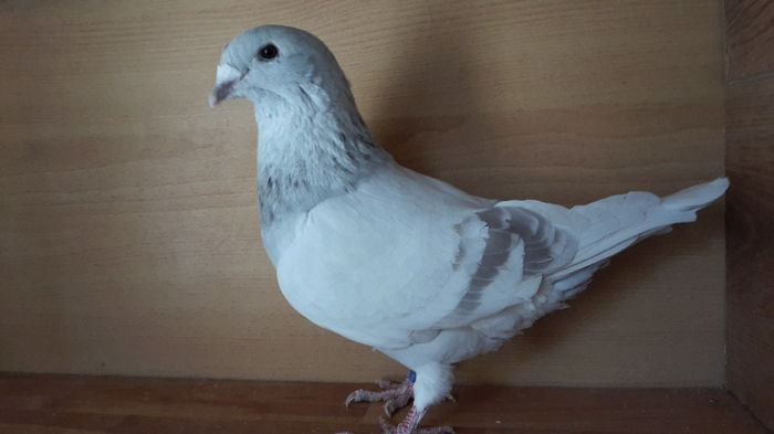  - Tineret 2015 Arginti