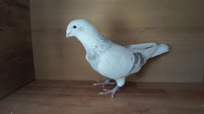  - Tineret 2015 Arginti