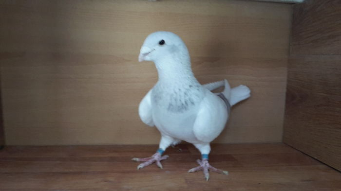  - Tineret 2015 Arginti