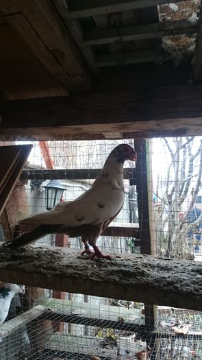 DSC_5032 - Carunculatii de oradea