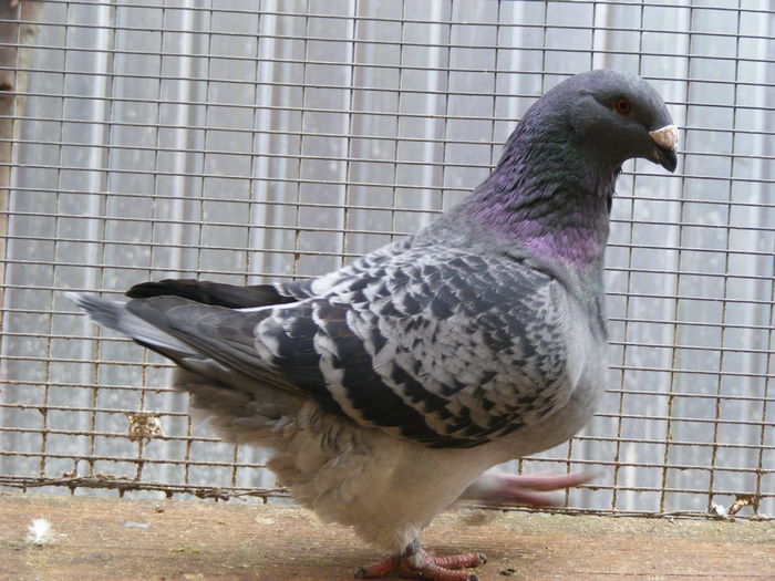 F 2014 vinduta dec.2015