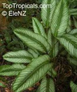 100547231_IBPBASM3 - Multe dorinte oare se vor implini 14 -12-2015