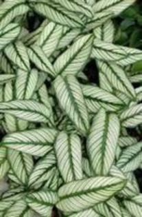 100547227_ISFVAYY - Multe dorinte oare se vor implini 14 -12-2015