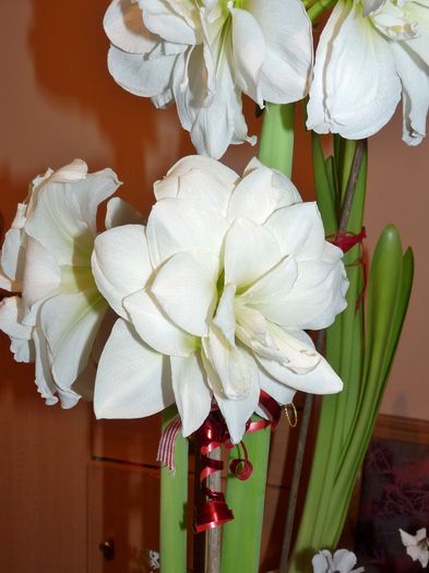 P1760469 - Amaryllis