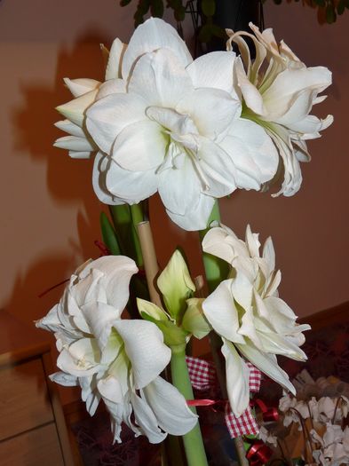 P1760478 - Amaryllis