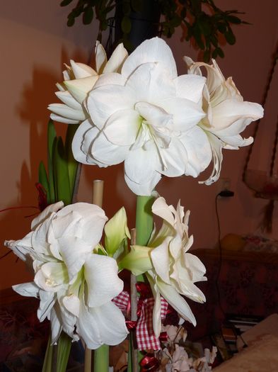 P1760495 - Amaryllis