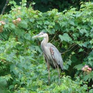60112_784a703db4b30e57d728c5c5d93efc73_mdsq - BIRDS