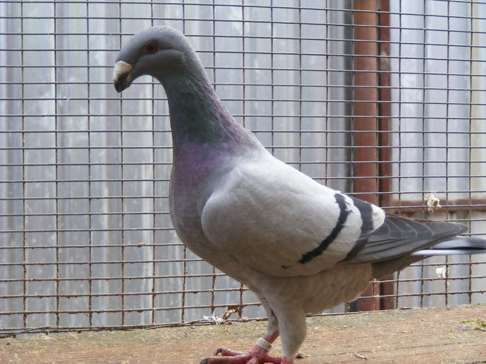 F 2015 vinduta dec.2015