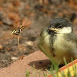 60780_7bcca1154ad88021f9a03864a7d601b3_mdsq - BIRDS