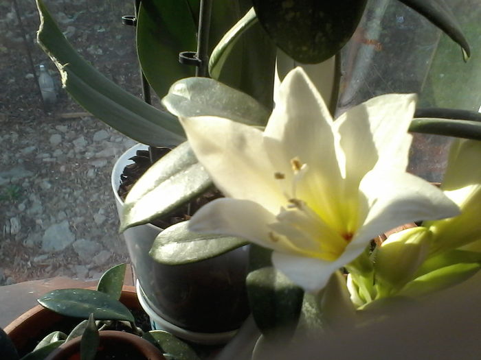 IMG_20151215_092220; Incepem inflorirea.
