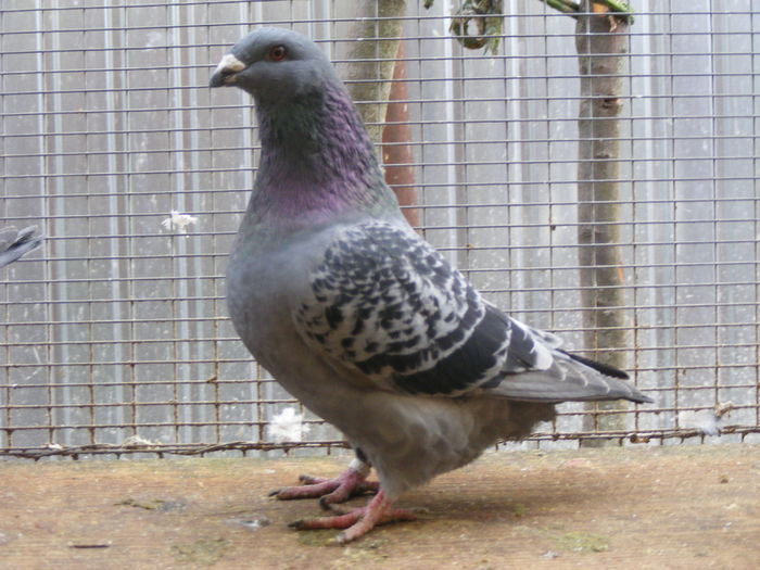 F 2015 vinduta dec.2015