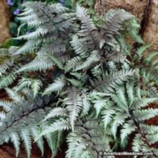 athyrium red beauty; semiu-umbra, i:40-50 cm l:30-45cm
(clematite)
