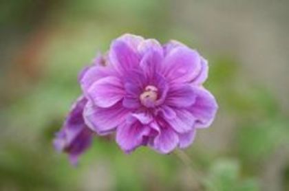 Geranium himalayense Plenum,pierduta