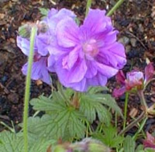 Geranium himalayense Plenum - e Comanda plante noi achizitii 2016