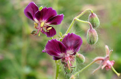 Geranium phaeum Samobor