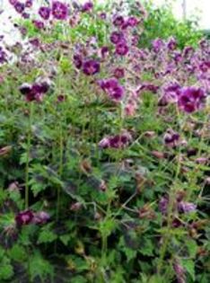 Geranium phaeum Samobor - e Comanda plante noi achizitii 2016