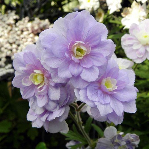 Geranium pratense Summer Skies - e Comanda plante noi achizitii 2016