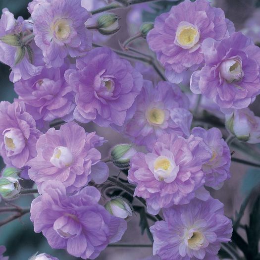 Geranium pratense Summer Skies - e Comanda plante noi achizitii 2016