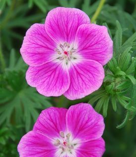 Geranium sanguineum Elke; flori: mai-aug,25cm, soare, semiumbra
(clematite)
