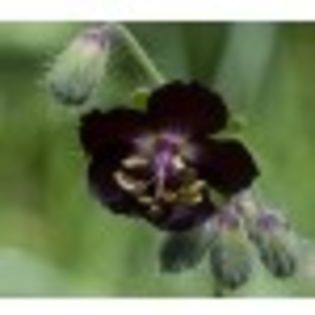 geranium_phaeum_samobor; 60-80cm, soare, semiumbra,umbra,flori:mai-iul
(clematite)
