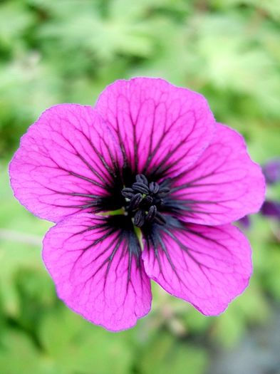 geranium-sandrine; flori: mai-oct,30cm, soare, semiumbra
