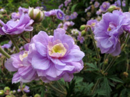 Geranium-Summer-Skies - e Comanda plante noi achizitii 2016