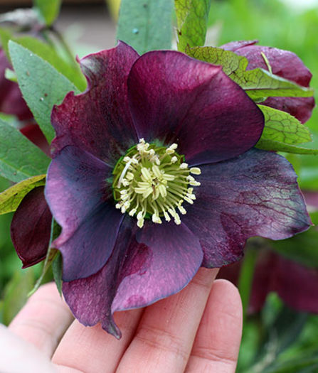 helleborus_metallic_blue_lady - e Comanda plante noi achizitii 2016