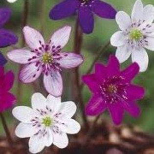 Hepatica Forest; inaltime: 10cm, umbra-semiumbra,flori primavara
