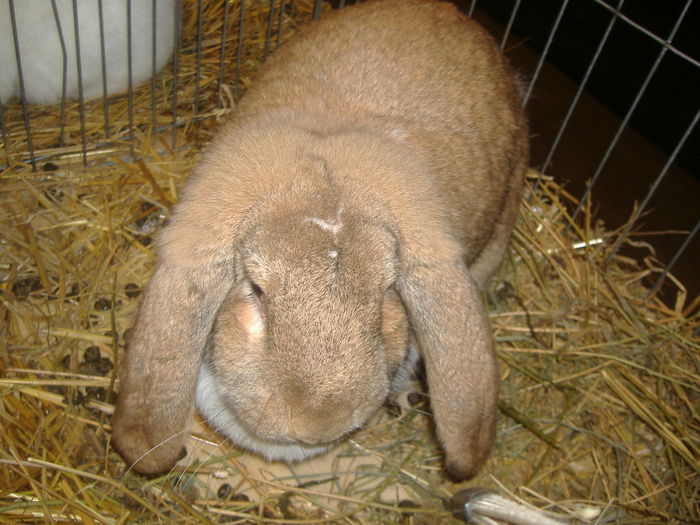 Prov.mas.nr.5 si feme.y