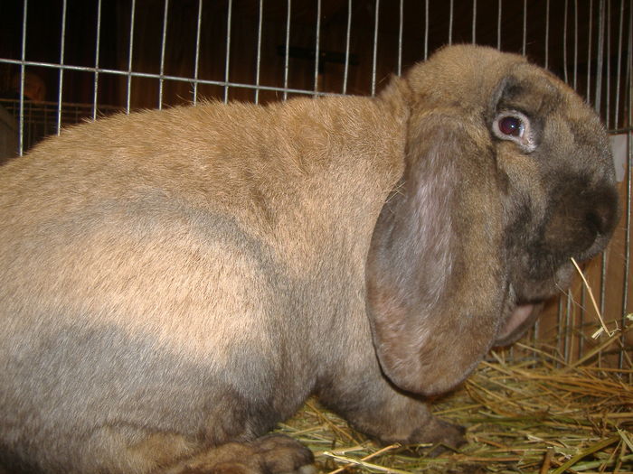 Prov.mas.nr.2.si feme.NR.2