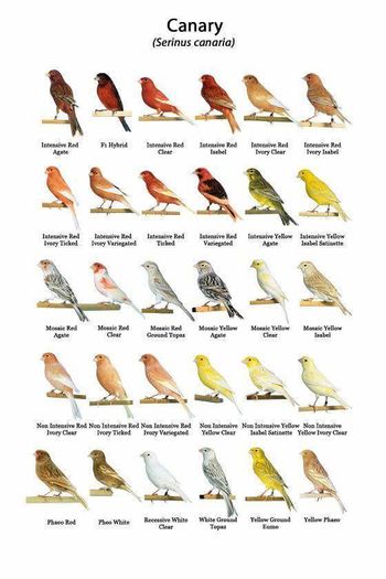 12241478_722857854514454_2434434588313501518_n