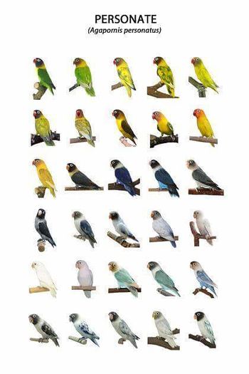 12249726_722857591181147_2476826415865869423_n