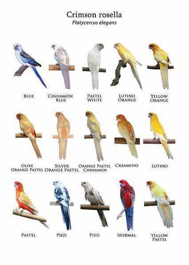 12274390_722857487847824_215890025586457278_n