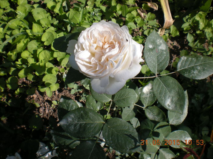DSCN2216 - trandafiri