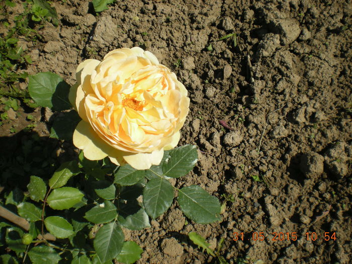 DSCN2217 - trandafiri