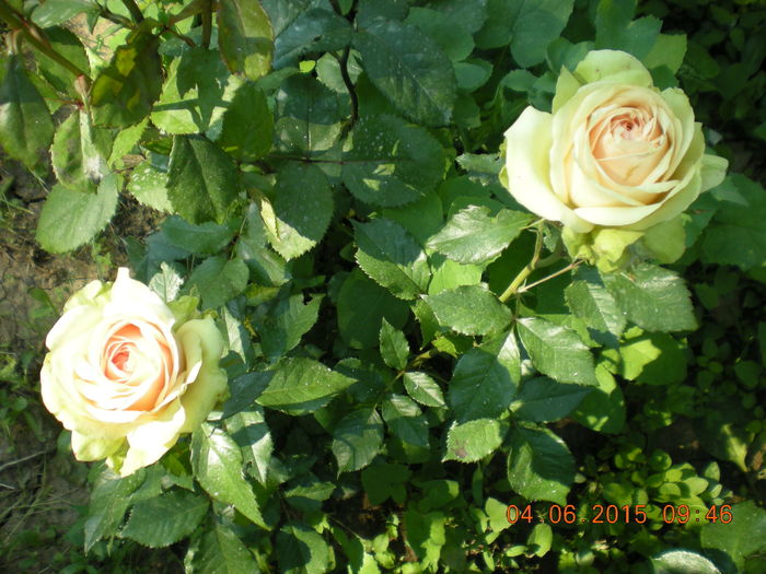 DSCN2236 - trandafiri