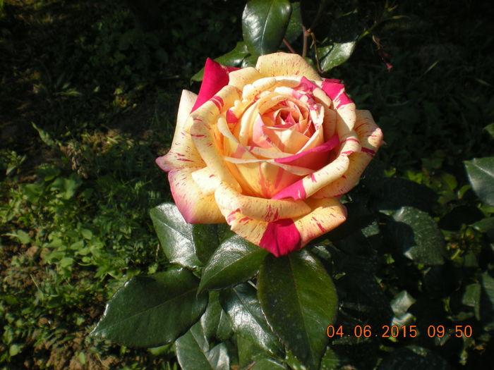 DSCN2249 - trandafiri