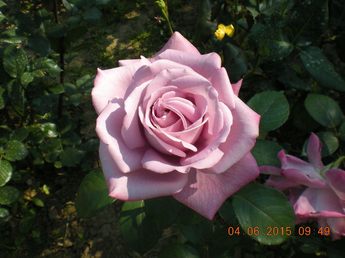 DSCN2246 - trandafiri