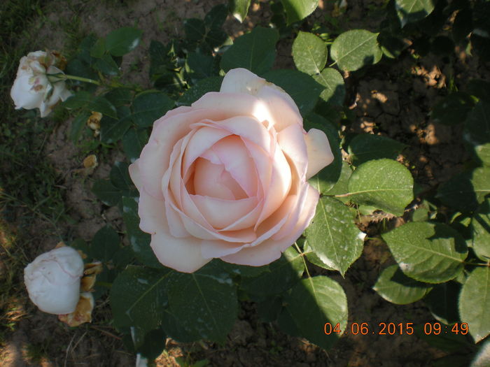 DSCN2247 - trandafiri