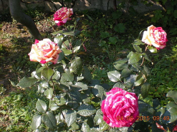DSCN2248 - trandafiri